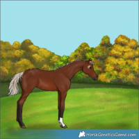 Horse Color:Gray Silver Bay Tobiano