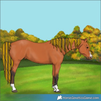 Horse Color:Painted Bay 