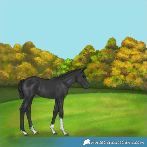 Horse Color:Black Sabino Tobiano 