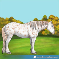 Horse Color:Gold Champagne Splash Appaloosa  and Gold Champagne Splash Appaloosa 