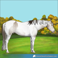 Horse Color:Gray Classic Cream Champagne Roan Tobiano Varnish 