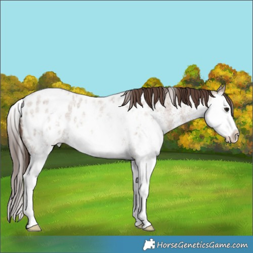 Horse Color:White Spotted Classic Champagne Roan Splash Appaloosa 