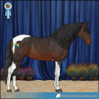 Horse Color:Brown Tobiano
