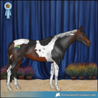 Horse Color:Bay Tobiano 