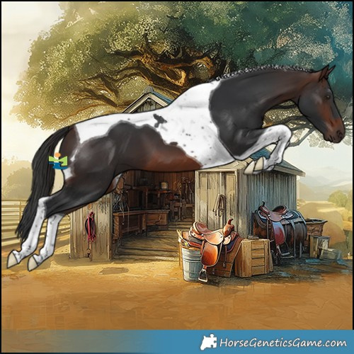 Horse Color:Brown Tobiano 