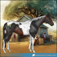 Horse Color:Brown Tobiano 