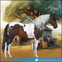 Horse Color:Brown Tobiano