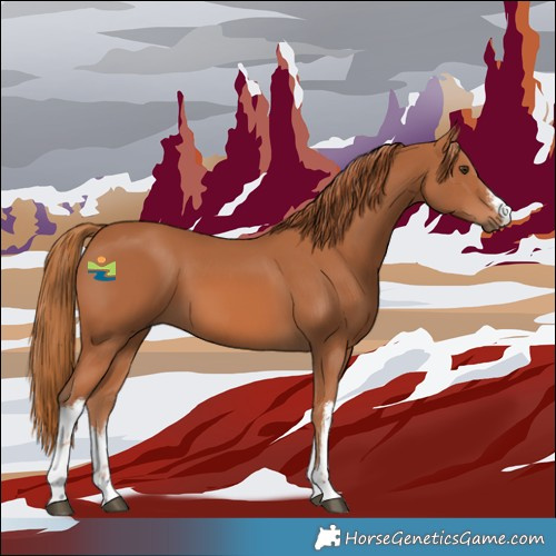 Horse Color:White Spotted Chestnut 