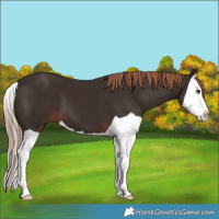 Horse Color:Liver Chestnut Splash 