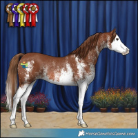 Horse Color:White Spotted Chestnut Splash Rabicano 