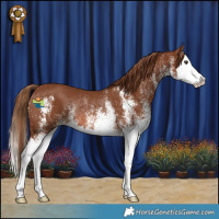 Horse Color:White Spotted Chestnut Splash Rabicano 