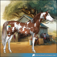 Horse Color:White Spotted Chestnut Splash Rabicano 