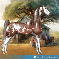 Horse Color:White Spotted Chestnut Splash Rabicano 