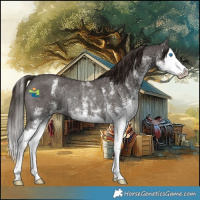 Horse Color:White Spotted Liver Chestnut Splash Rabicano 