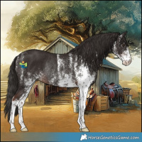 Horse Color:White Spotted Liver Chestnut Rabicano 