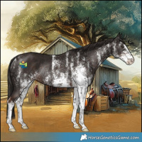 Horse Color:White Spotted Liver Chestnut Rabicano 