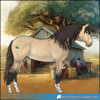Horse Color:Buckskin Dun Rabicano 