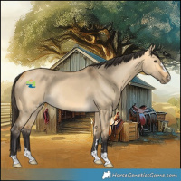Horse Color:Buckskin Dun Rabicano 