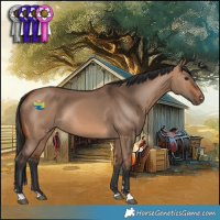 Horse Color:Bay Dun Rabicano