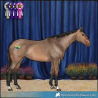 Horse Color:Bay Dun Rabicano 