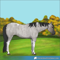 Horse Color:Grullo Roan Tobiano