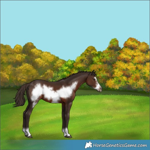 Horse Color:Liver Chestnut Frame 