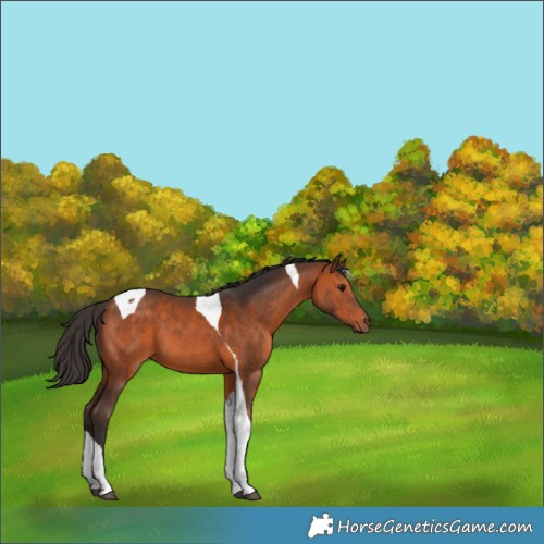 Horse Color:Bay Tobiano 