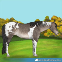 Horse Color:Bay Dun Tobiano Blanket Rabicano 