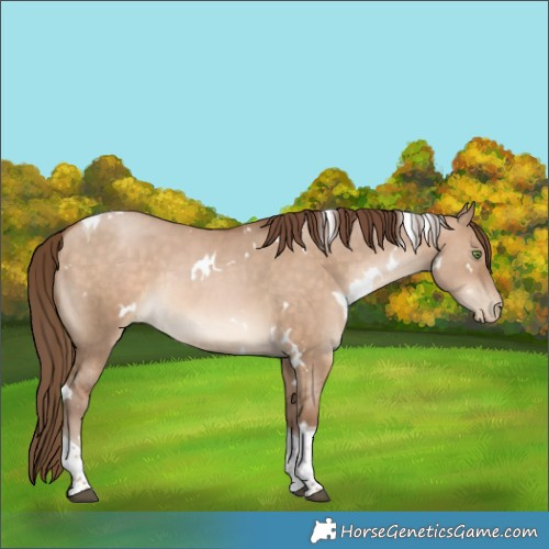 Horse Color:White Spotted Bay Pearl Dun Tobiano Rabicano 