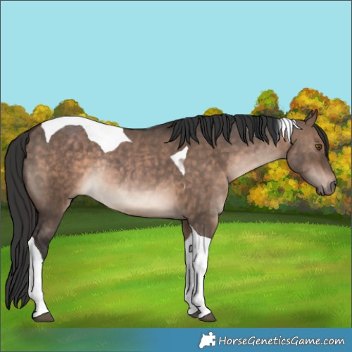 Horse Color:Bay Dun Tobiano Rabicano 