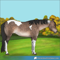 Horse Color:Bay Dun Tobiano Rabicano