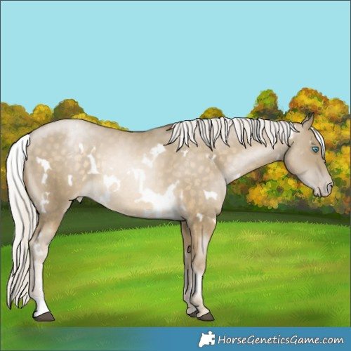 Horse Color:White Spotted Silver Buckskin Snowdrop Varnish Rabicano