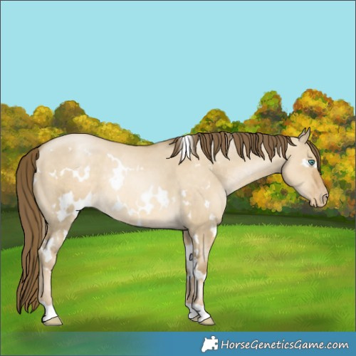Horse Color:White Spotted Smoky Grullo Pearl Appaloosa Rabicano 