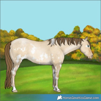 Horse Color:White Spotted Smoky Grullo Pearl Appaloosa Rabicano