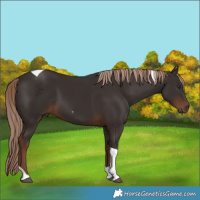 Horse Color:Liver Chestnut Tobiano 