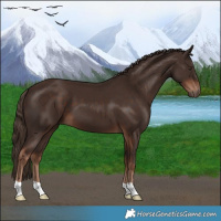 Horse Color:Liver Chestnut 