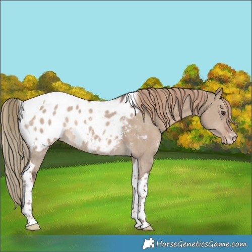 Horse Color:Liver Red Dun Sabino Tobiano Appaloosa Rabicano