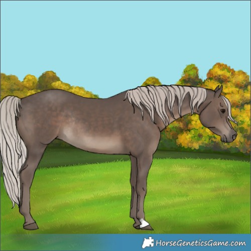 Horse Color:Silver Black Rabicano 
