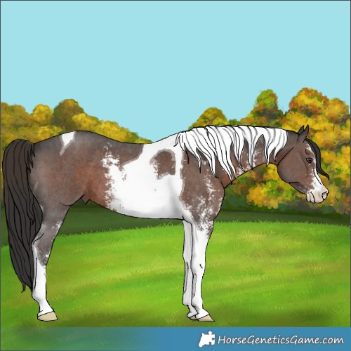 Horse Color:Liver Chestnut Sabino Tobiano 