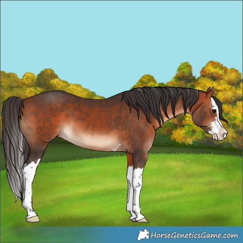 Horse Color:Bay Splash 