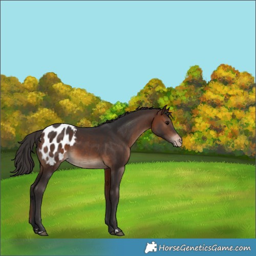 Horse Color:Brown Appaloosa 
