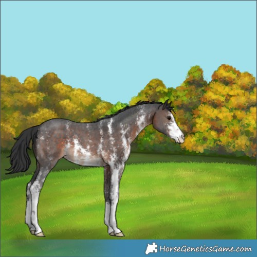 Horse Color:Brown Sabino