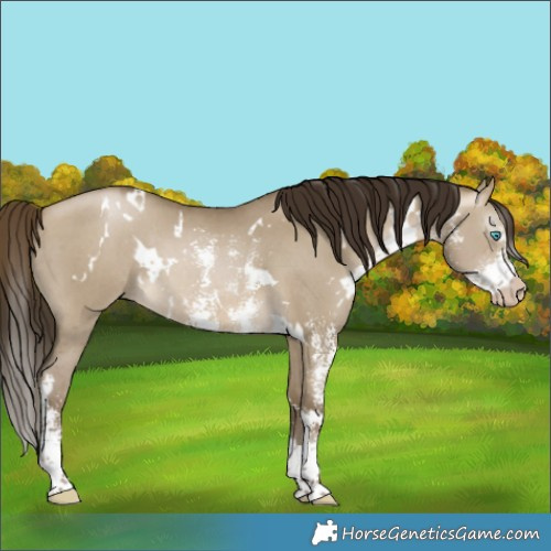 Horse Color:Gray White Spotted Buckskin Pearl Dun Sabino Rabicano