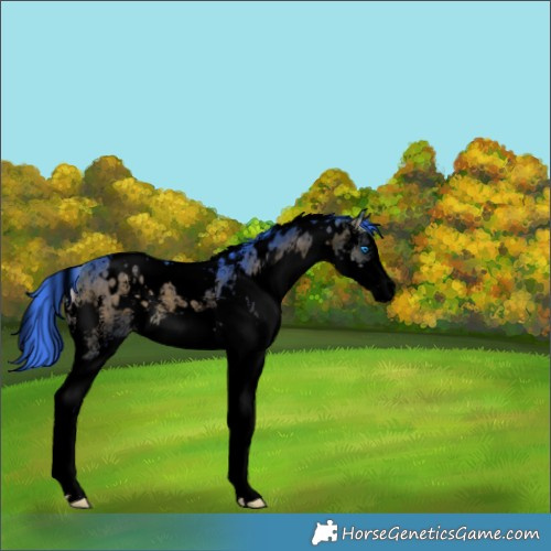 Horse Color:Void Watercolor White Spotted Buckskin Onyx Sabino Splash 