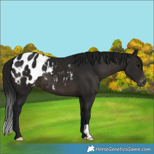 Horse Color:Gray Brown Appaloosa 