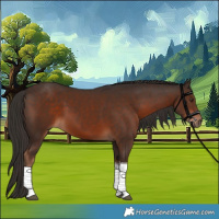 Horse Color:Liver Chestnut Tobiano 