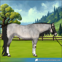 Horse Color:Gray Blue Onyx Roan 