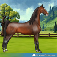 Horse Color:Bay Splash 
