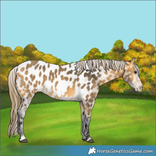 Horse Color:Buckskin Frame Appaloosa 