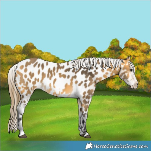 Horse Color:Buckskin Frame Near Leopard 